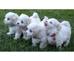 cuccioli maltese carino in vendita