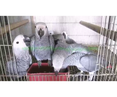 Camerun pappagalli carino in vendita