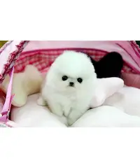 adorabile cuccioli di Pomerania