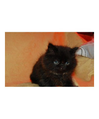 Cucciolo Black di gatto persiano