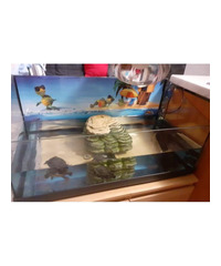 tartarughine acquatiche con la loro vasca