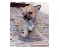 Chihuahua toy maschietto