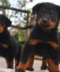 Cuccioli BEAUCERON (Pastore della Beauce)