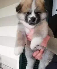 Akita inu cuccioli pelo lungo