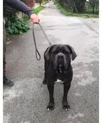 Cane corso maschio per monta