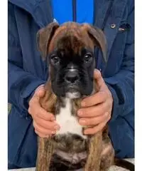 Cuccioli Boxer