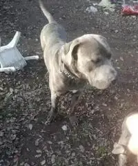 Presa Canario ex dogo 22 mesi