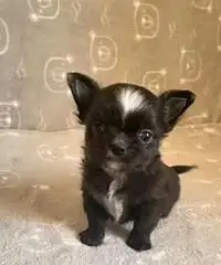 Chihuahua maschio a pelo lungo con pedigree