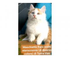 Gattini di Turco Van(il gatto Pescatore)Disponibil