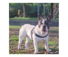 Bulldog francese 14 mesi per accoppiamento