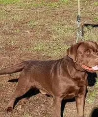 Labrador cioccolato