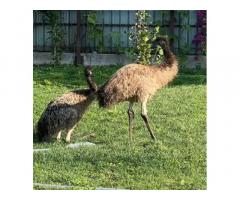 Emu coppia di 12 mesi