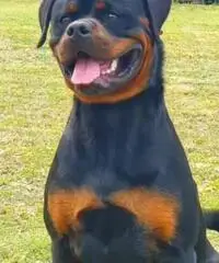 Rottweiler x Monta