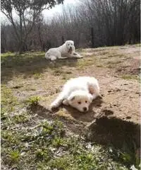 Cuccioli Pastore Maremmano