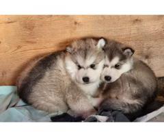 Cuccioli di Alaskan Malamute