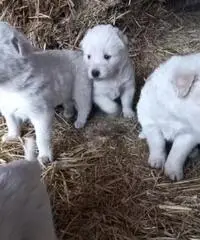 Cucciolo di maremmano