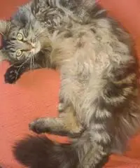 Femmina Maine Coon