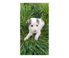 Jack Russell X fox terrier Toy
