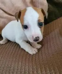 Jack russell