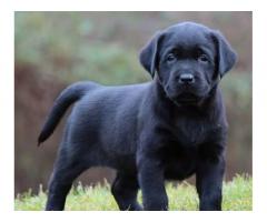 Cuccioli di Labrador colore nero