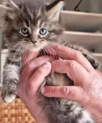 Stupendi cuccioli maine coon pedigree anfi