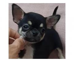 Chihuahua 2 mesi femminuccia con Pedigree ENCI