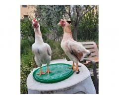 Due galline ko shamo ornamentali