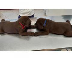 Cuccioli di Labrador Retriver cioccolata