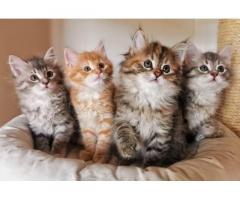 Cuccioli di gatto siberiano ipoallergenici
