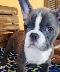 Cucciolo Bulldog Francese