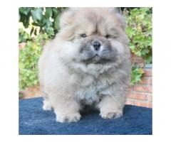 Chow chow maschi rossi