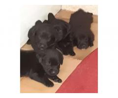 Labrador disponibili dal 1 Agosto