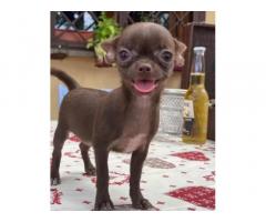 Chihuahua femmina pelo corto cioccolato