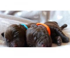 Cuccioli di Labrador Cioccolato con pedigree