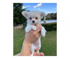 Chihuahua cuccioli bianchi e bescie