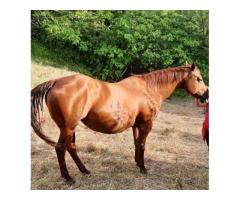 Cavalla quarter horse