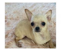 Chihuahua femmina con pedigree