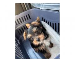 Yorkshire terrier colorful