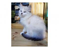 Cuccioli gatto Siberiano ipoallergenico pedigree