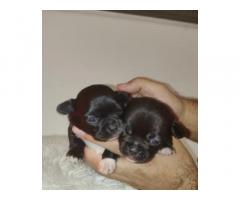 Cuccioli Chihuahua con Pedigree ENCI/FCI
