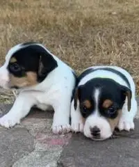 Jack Russell Terrier Cuccioli Maschi