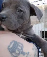 American bully cuccioli