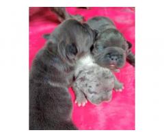 Cuccioli bulldog francese blu lilac