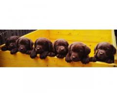 Cuccioli di labrador chocolate