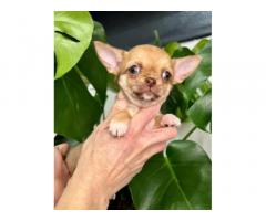 Chihuahua piccola femmina