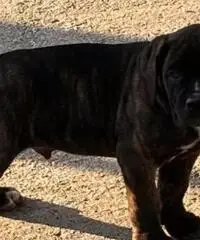 Cane corso xxl