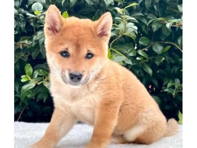 Shibainu- shiba puppy