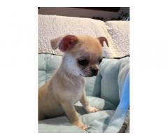 Chihuahua con pedigree Enci
