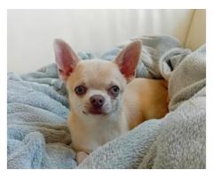 Chihuahua cucciolo maschio con pedigree