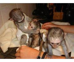 Pannolini Scimmia cappuccina addestrata Bambini per l'adozione